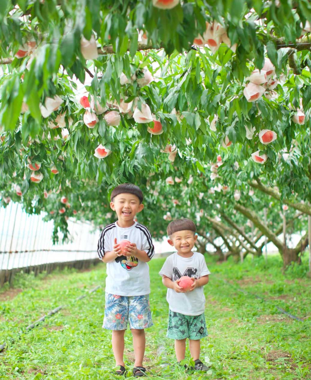 【桃狩り収穫体験】お子さまも楽しめる農園