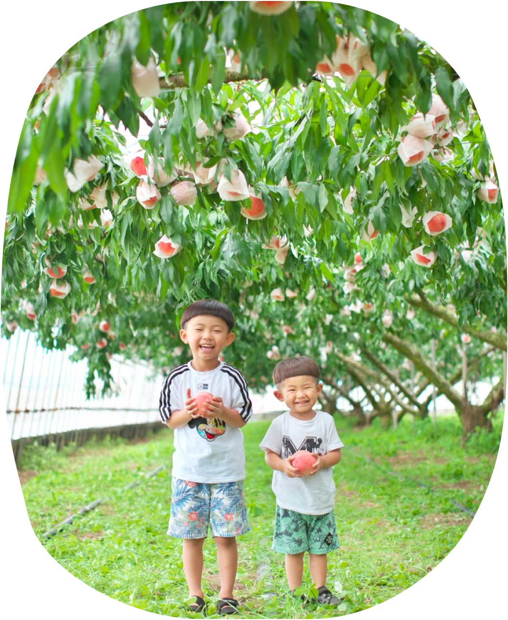 【桃狩り収穫体験】お子さまも楽しめる農園