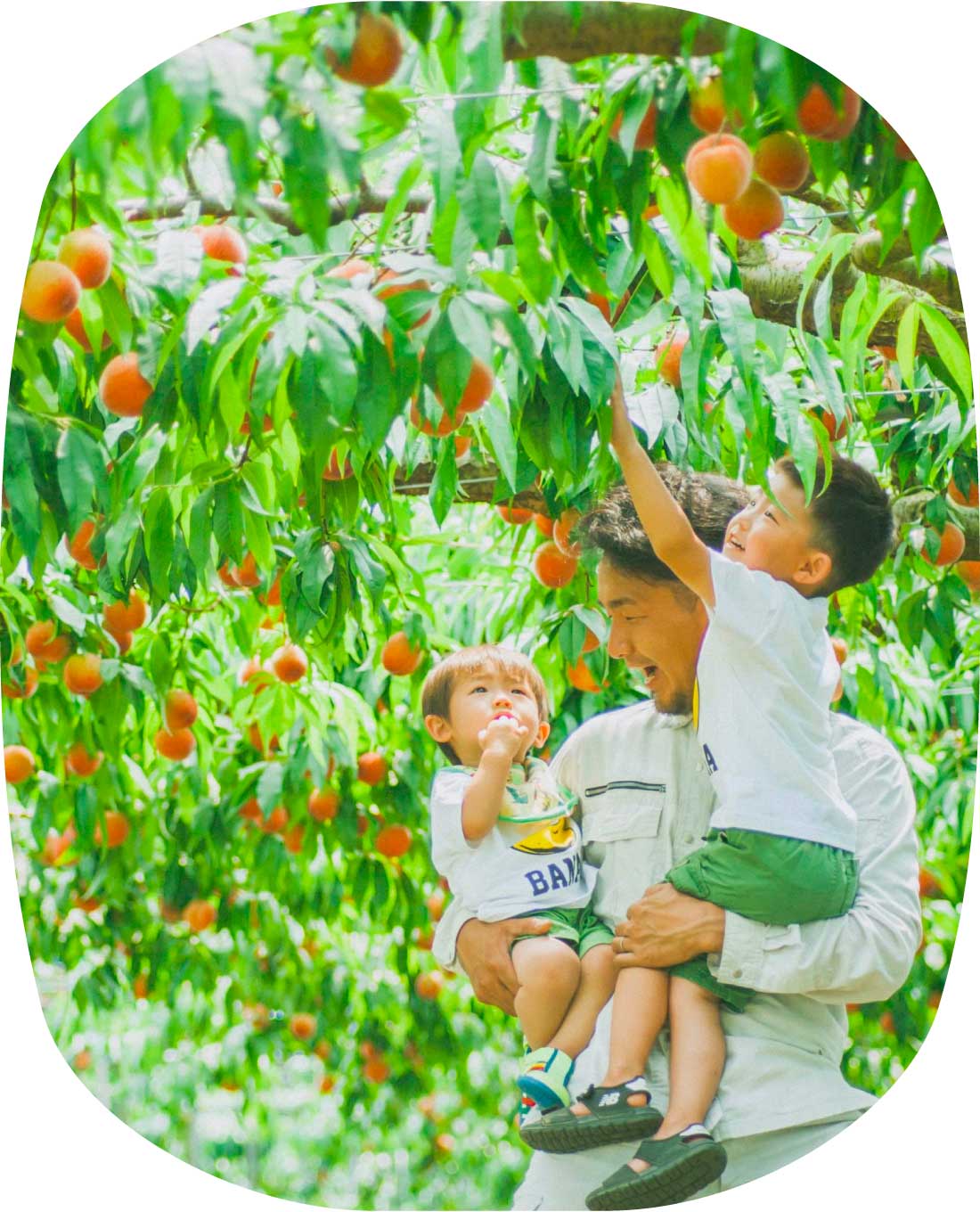 【桃狩り収穫体験】完熟桃をひとりじめ!